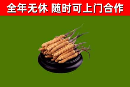 梁平区回收冬虫夏草