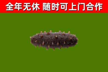 梁平区回收海参干